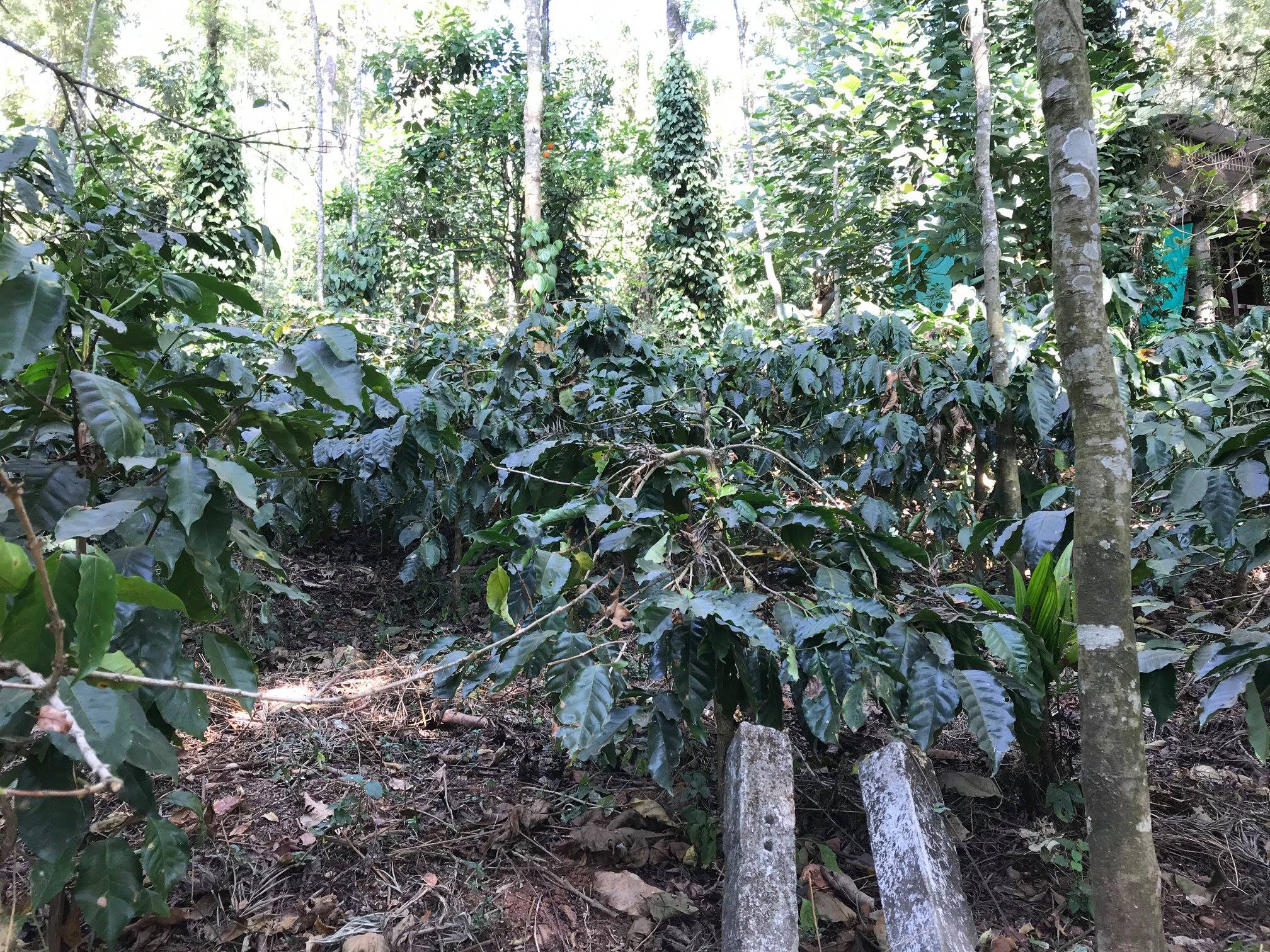 India Kesavin plantation