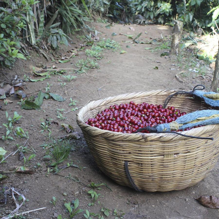 Honduras Geisha
