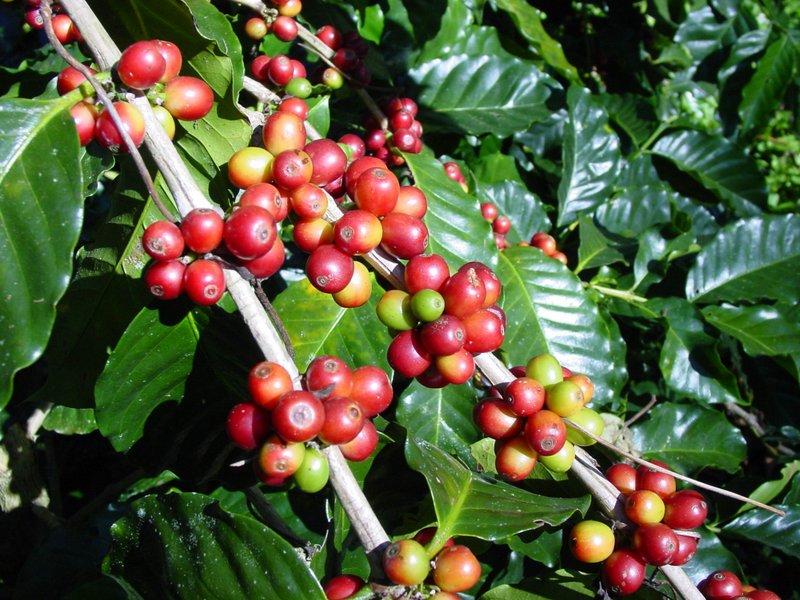 Espresso směs CAFFÉ DESIDERO – 100% směs tří druhů arabiky
