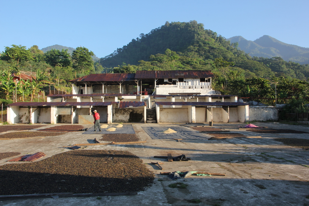 Honduras Geisha Premium Santa Barbara Trinidad Finca Jerusalén – Natural
