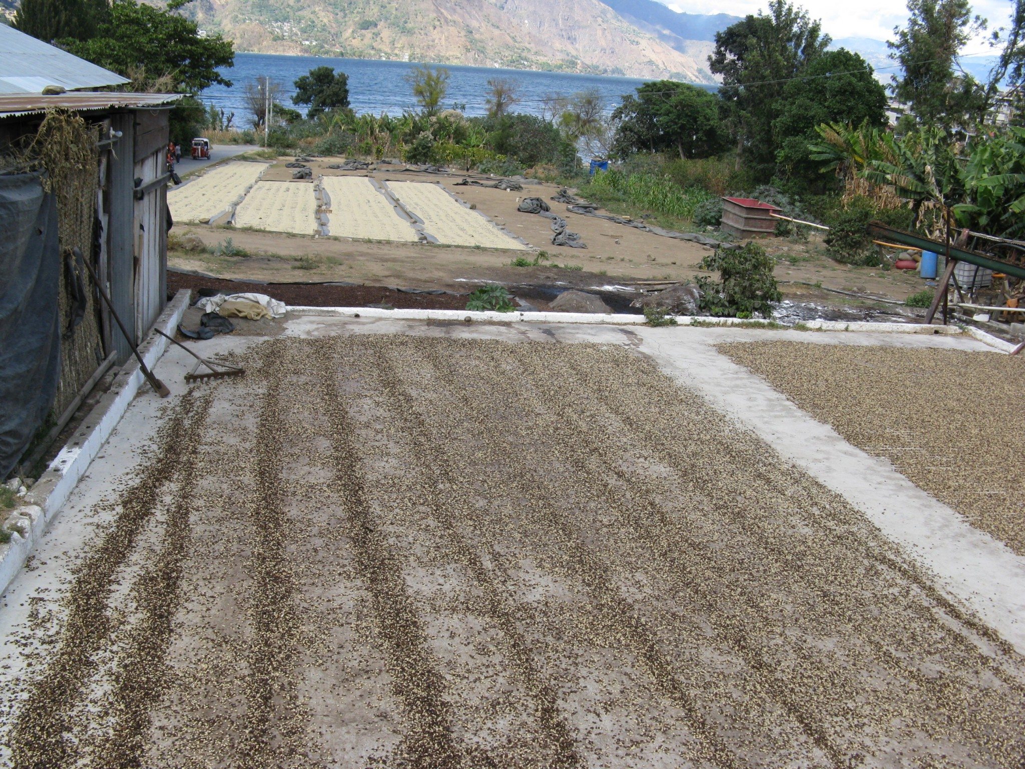 Honduras Geisha Premium Santa Barbara Trinidad Finca Jerusalén – Natural