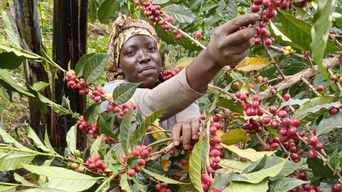 Burundi AA Fully Washed TOP