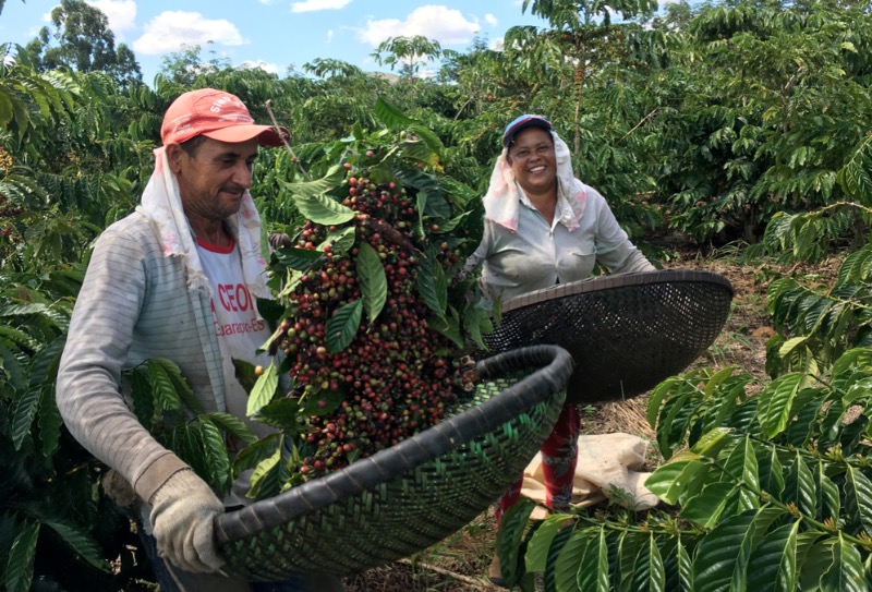 Brazílie Morgiana Bella Giana NY2, 17/18 pulped natural