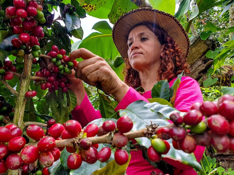 Honduras Geisha Premium Santa Barbara Trinidad Finca Jerusalén – Washed