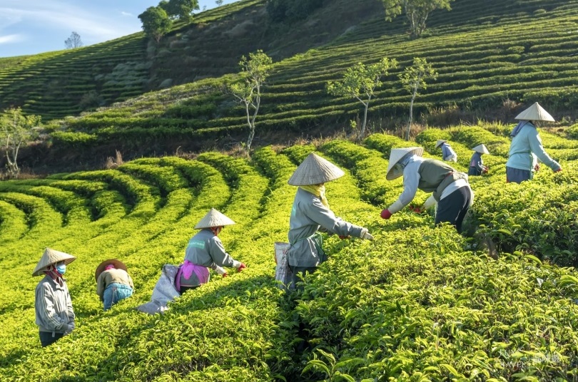 Vietnam Arabica Lam Dong, Washed, scr. 16