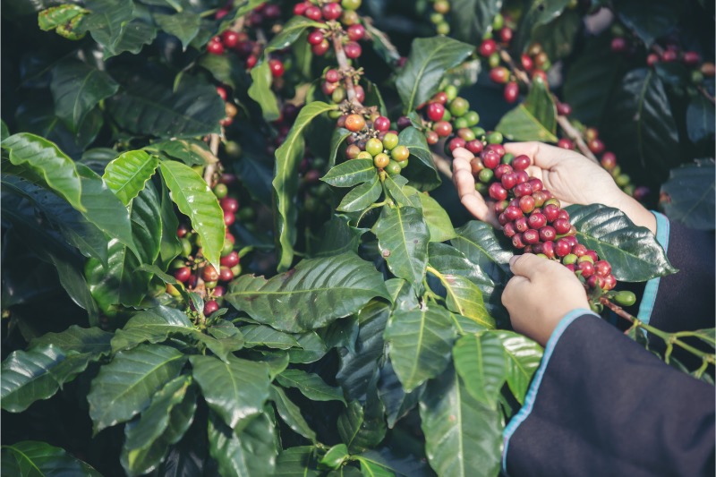 Espresso směs CAFFÉ GRAND – směs arabica & robusta 70/30
