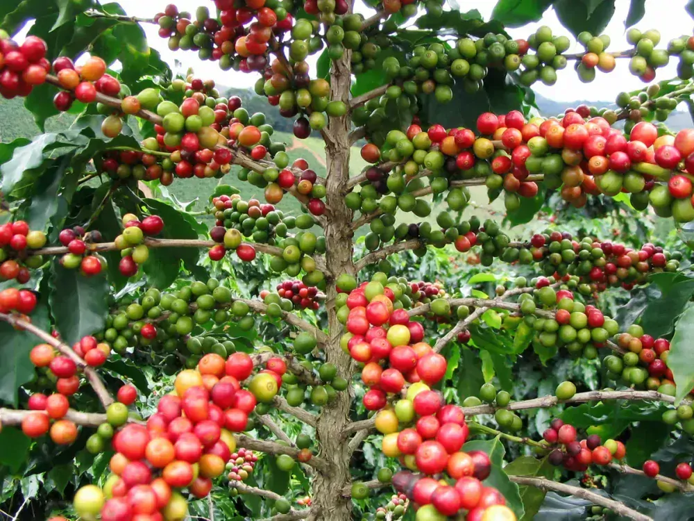 Espresso směs CAFFÉ FORTE – směs arabica & robusta 80/20