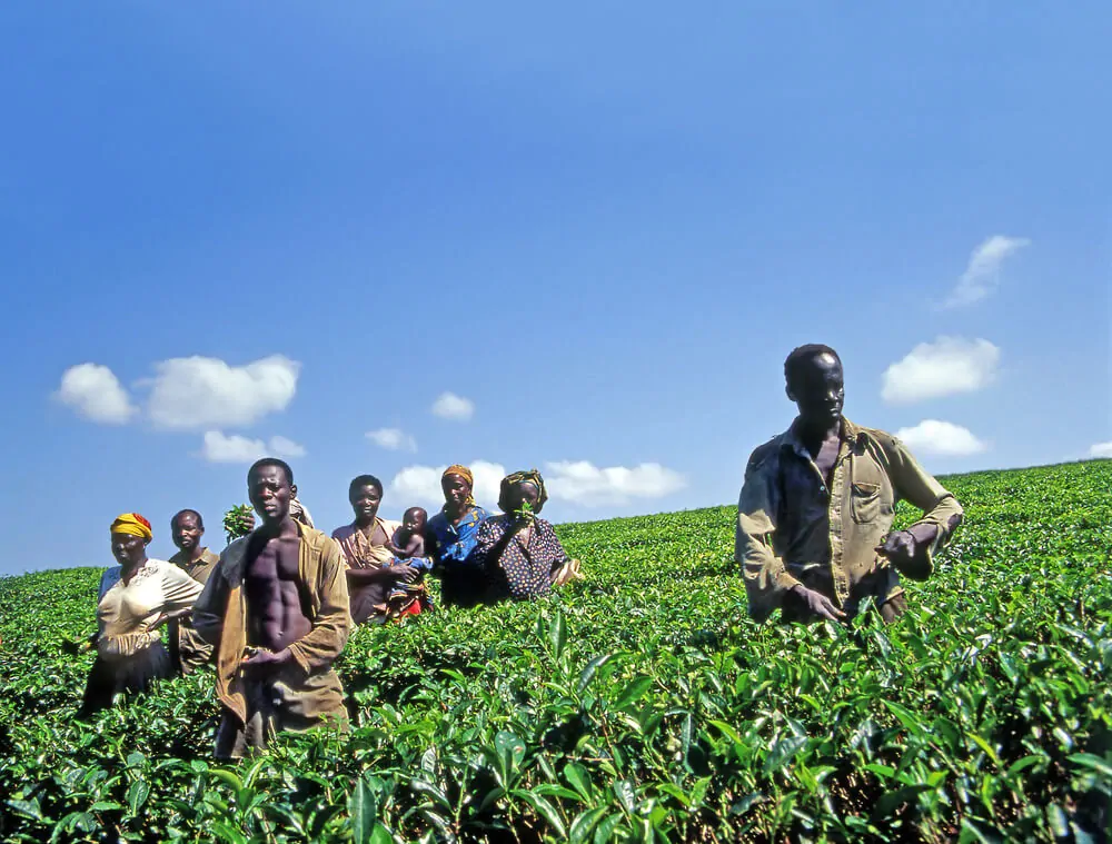 Uganda Bugishu Balambuli