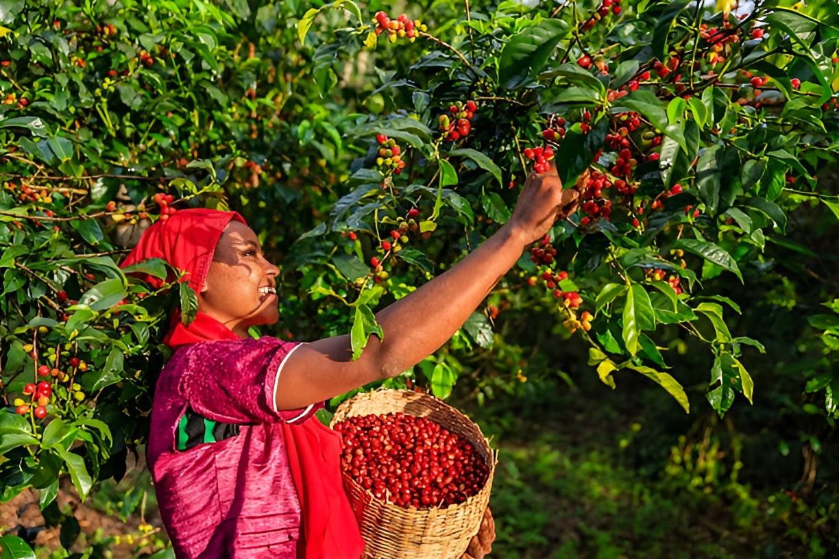 Burundi Gisha Natural 250g