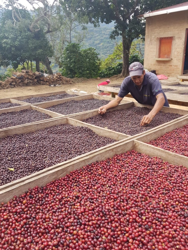 El Salvador Finca El Guamo Caturra Natural