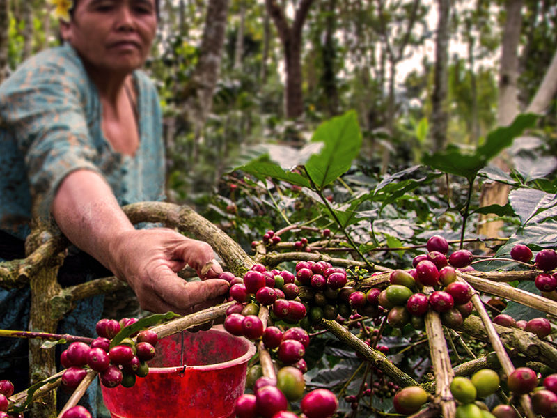Honduras Sigua