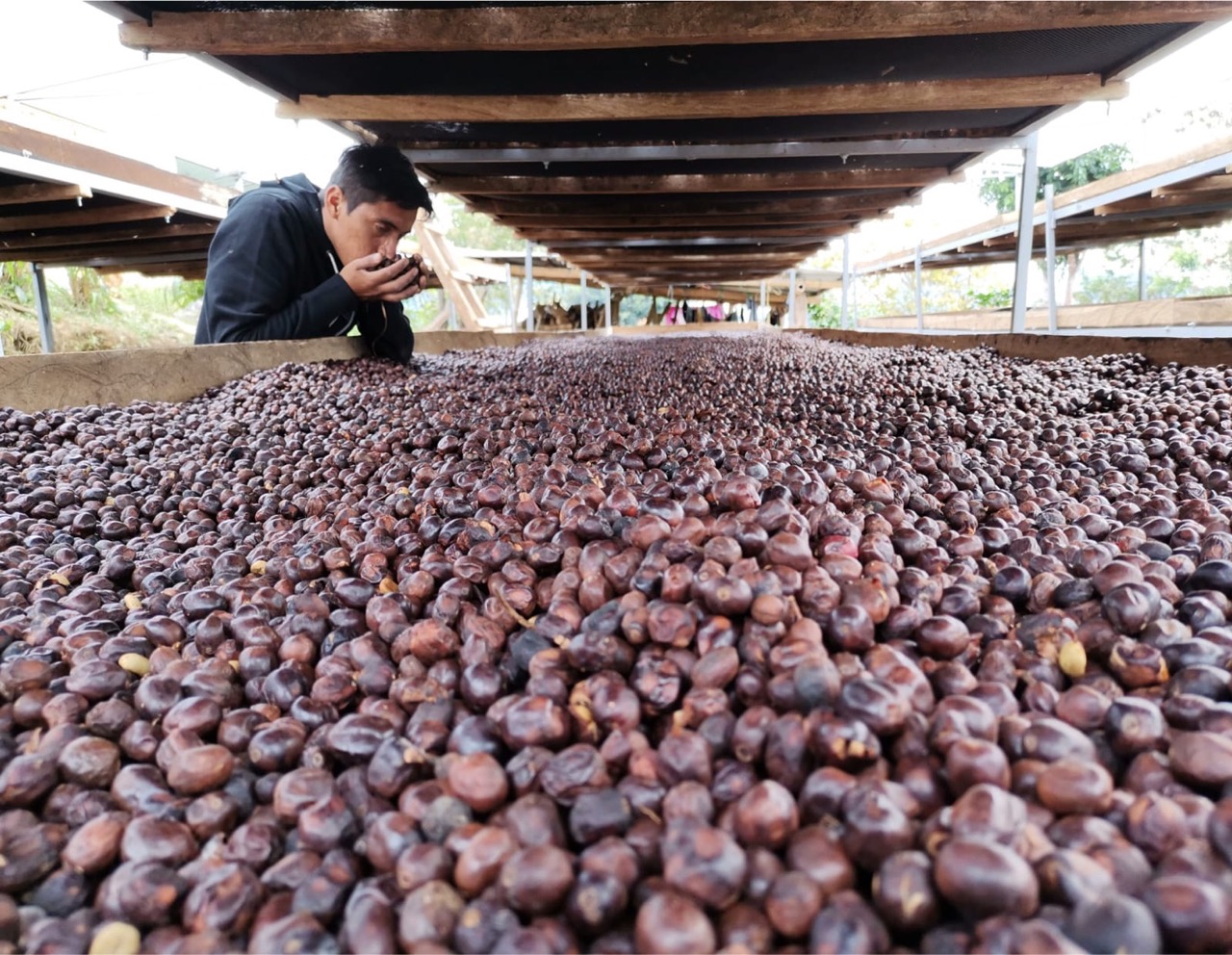 Peru HB MCM ep Organics Arabica (BIO)