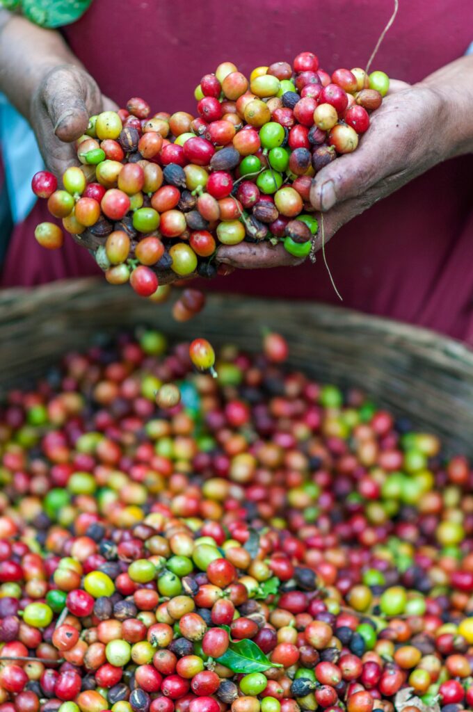 Honduras Geisha Premium Santa Barbara Trinidad Finca Jerusalén – Washed