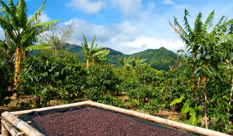 Jamaica Blue Mountain