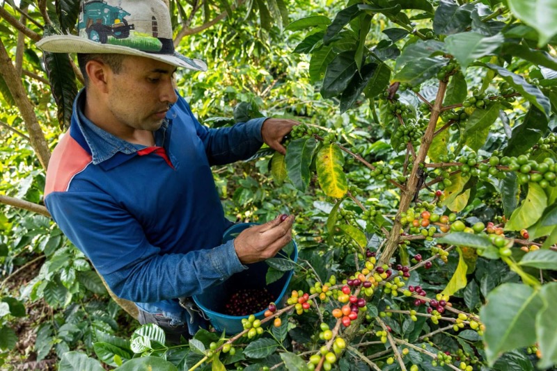 Columbia Narino Buesaco de Altura Excelso
