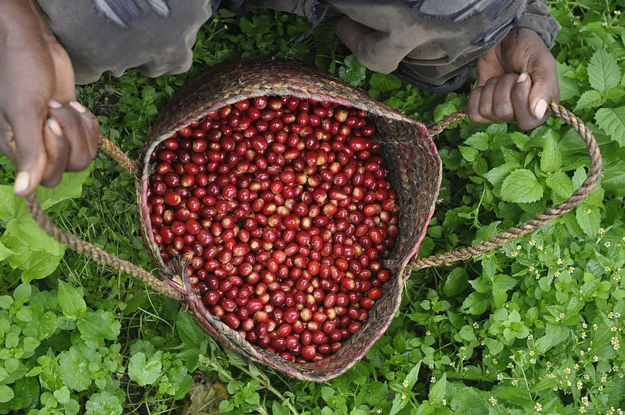 El Salvador SHG EP Finca La Mada