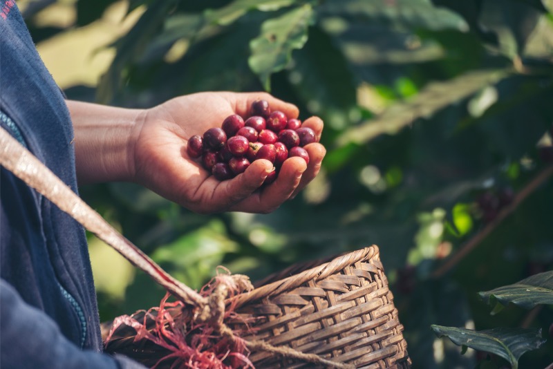 Espresso směs CAFFÉ FORTE – směs arabica & robusta 80/20