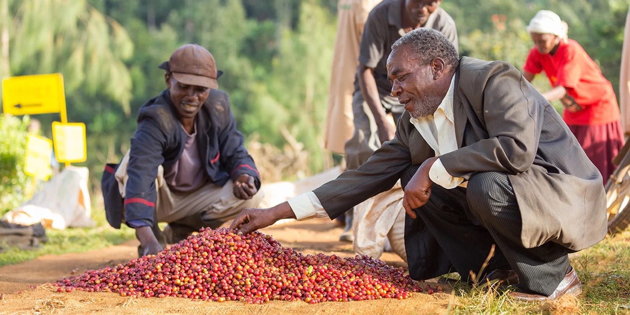 Kenya AB Plus Ichamara