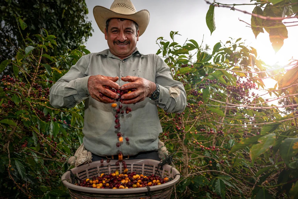 Guatemala Palo Blanco Huehuetenango Honey Organic