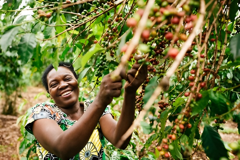 Burundi Kiryama 250g