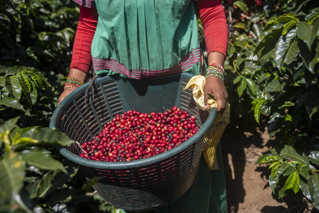 Honduras Los Geranios
