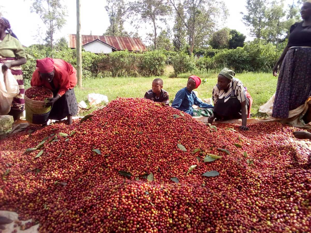 Kenya AB Plus Ichamara