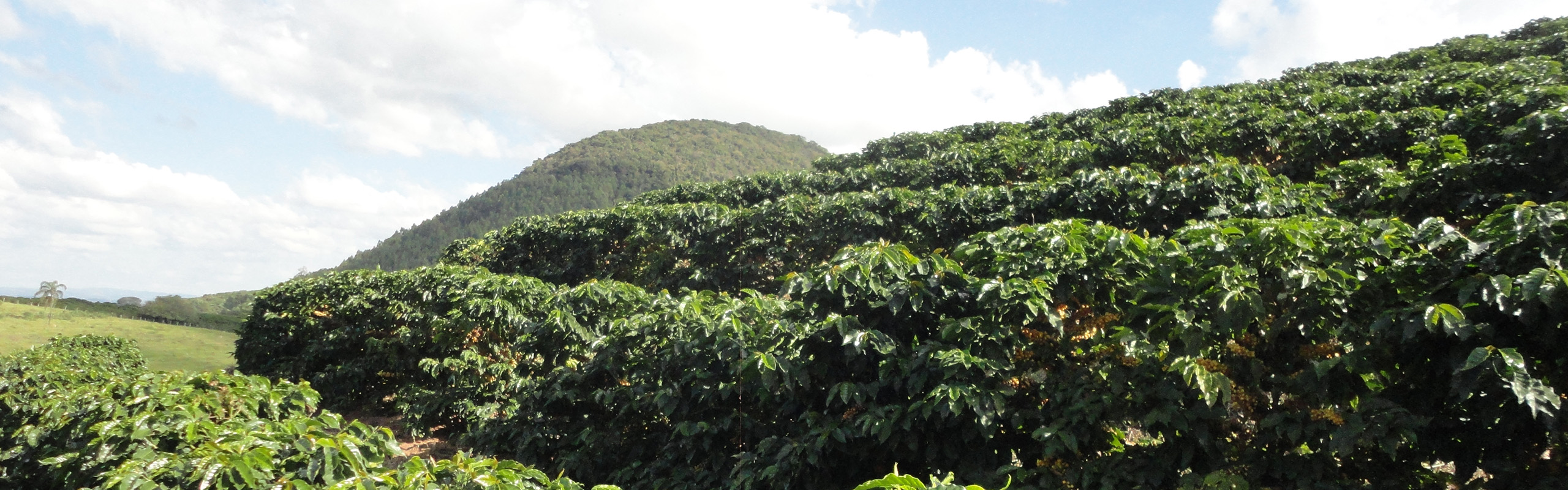 Papua New Guinea Sigri