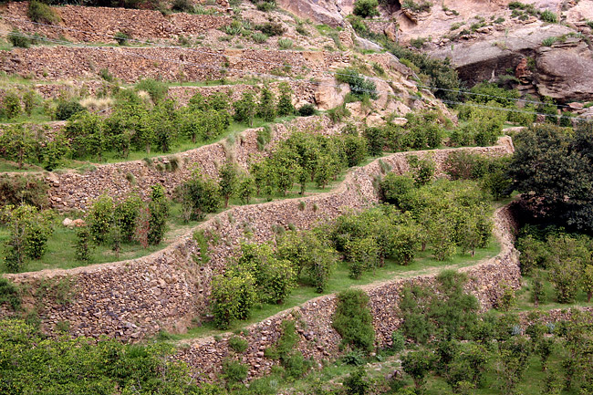 Yemen Mocha Matari