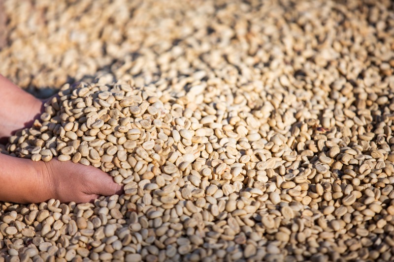 Honduras Geisha Premium Santa Barbara Trinidad Finca Jerusalén – Washed