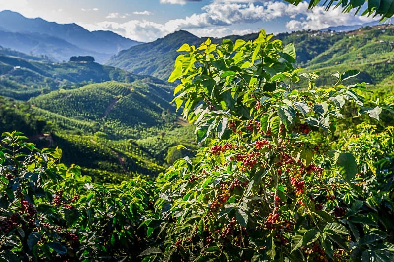 Honduras Geisha Premium Santa Barbara Trinidad Finca Jerusalén – natural – Pražená na filtr