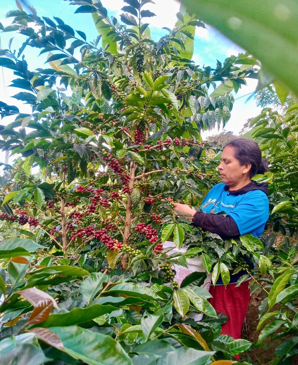 Arabica Dominican Republic Cerro Prieto Estate Washed