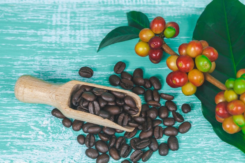 El Salvador Finca El Guamo Caturra Natural