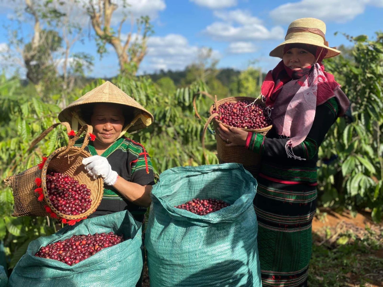Vietnam Arabica Lam Dong, Washed, scr. 16