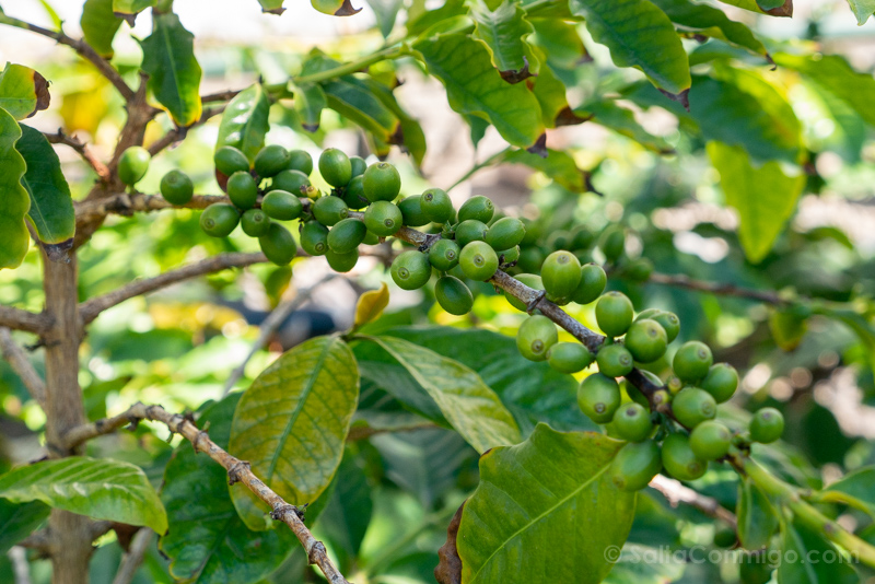 Peru Finca Canaris 250g